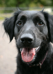 Close-up portrait of a happy black dog with its mouth open and tongue out. Friendly domestic pet standing outdoors on a blurred background.