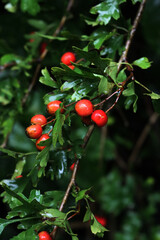 Close-up of red berries of Common Hawthorn  with raindrops on branches. Crataegus monogyna on a rainy day
