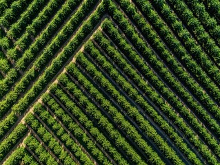 Aerial View of an Orchard with Diagonal Rows of Trees