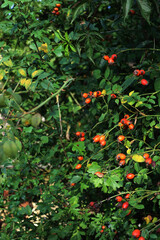 Close-up of red ripe dog-rose berries . Rosa canina fruits. Wild rose hips on bush on autumn season