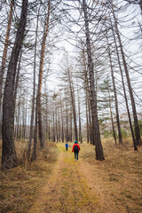 Obraz premium Kids ascend forest trail, Children hike along narrow pine path, Youngsters walk tight woodland trail upward, Children progressing along slender pinelined ascent path amid autumn scenery