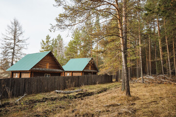 Tranquil hideaway surrounded by greenery, Calm sanctuary amid tall pine trees on vibrant mossy terrain, Peaceful shelter located among whispering pine trees and soft mossy environment