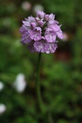 Close-up of Orchis purpurea. Pink Lady orchid in the meadow on selective focus
