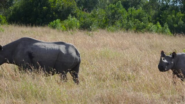 A rare black rhinoceros Diceros bicornis grazes peacefully in the dry golden grass of Ol Pejeta Conservancy Kenya with the forest in the background.