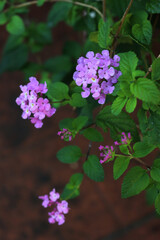 Close-up of many lilac flowers of Lantana plant in bloom on summer 