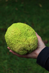 Woman holding big green fruit of Maclura pomifera tree on green meadow background, also called Osage orange tree