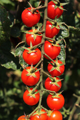 Italian cherry tomatoes  growing on plants  in the vegetable garden on a sunny day