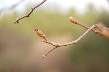 Hazelnut bud