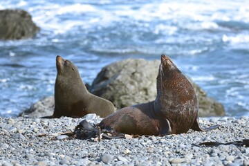 Group of Bull Seals at Red Rocks