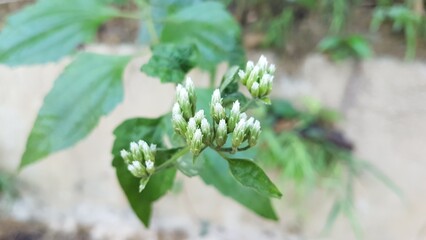 Delicate White Flower Buds Emerging on Green Plant in Natural Environment