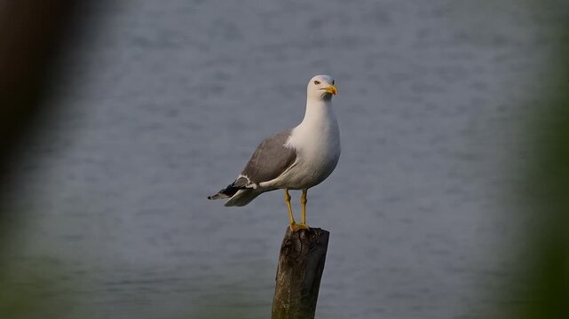 Mittelmeerm&ouml;we // Yellow-legged gull (Larus michahellis) &ndash; Griechenland // Greece