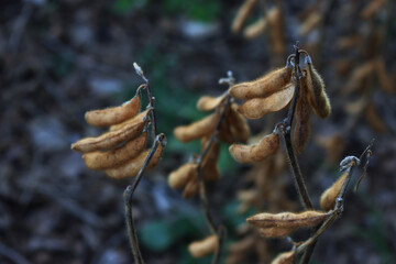 Close-up of Soybean field ready to harvest on a gray autumn day. Cultivated Glycine max 