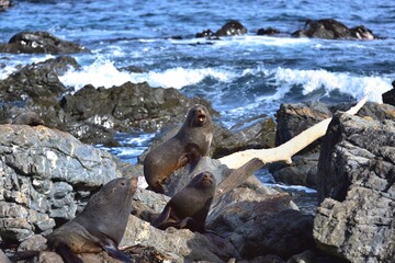 Group of Bull Seals at Red Rocks