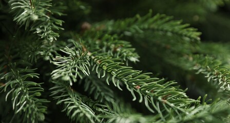 Branches of artificial Christmas tree as background, closeup