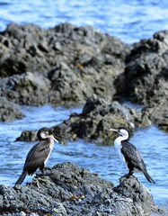 Australian pied cormorant on a Black beach