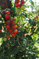 Italian cherry tomatoes  growing on plants  in the vegetable garden on a sunny day