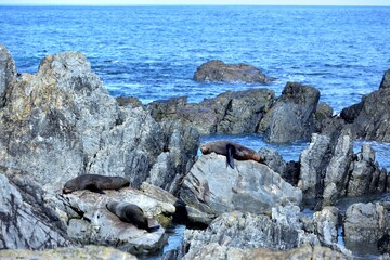 Fototapeta premium Fur Seal enjoying the sunshine