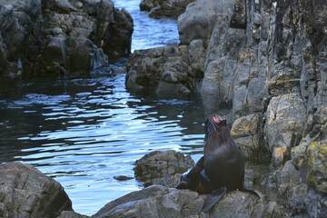 Fur Seal enjoying the sunshine