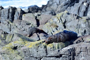 Fur Seal aware that its not alone