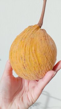 Santol fruit