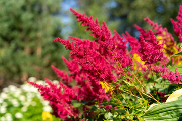 The red flower of astilba. Astilba Arendsa Burgundy Ed