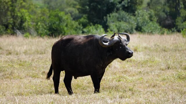 A powerful Cape Buffalo is annoyed by persistent red billed oxpeckers on its head in the lush landscape of Ol Pejeta Conservancy Kenya.