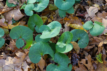Lush, heart-shaped green undergrowth leaves sprout through a carpet of fallen, dry autumn oak leaves on the forest floor. The top-down shot demonstrates the contrast between resilient evergreen life a