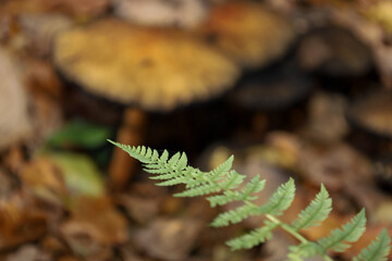 ​A delicate green fern frond in the foreground contrasts with softly blurred mushroom caps and autumn leaves in the background. The image creates a sense of mysterious woodland life and a deep autumna