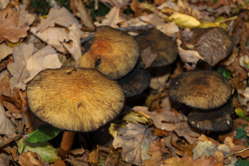 A cluster of dark yellow mushrooms with broad caps grows among the fallen, dry autumn leaves on the forest floor. The close-up shot emphasizes the texture of the caps and creates a rich, natural, autu