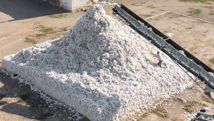 The cotton industry. A worker levels a massive pile of harvested cotton near a conveyor belt during...