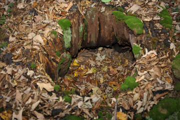 A top-down view shows a hollow in an old tree stump, with moss-covered walls and a bottom filled with fallen autumn leaves. This shot emphasizes the decomposition process and a cozy hideaway in the wo