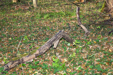 A low-angle shot captures a curved branch or piece of deadwood lying on the forest floor, covered with green grass and fallen leaves. This scene demonstrates organic clutter and natural regrowth in th