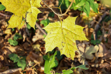 A close-up shot features a bright yellow maple leaf with characteristic five-lobed cuts, held on a thin branch above the forest floor. Sunlight highlights the autumnal color and vein details on the le