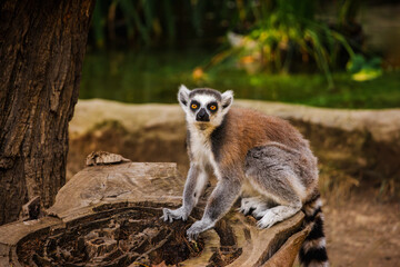 Obraz premium Ring-tailed lemur sitting on a tree stump and looking directly at the camera in a natural environment