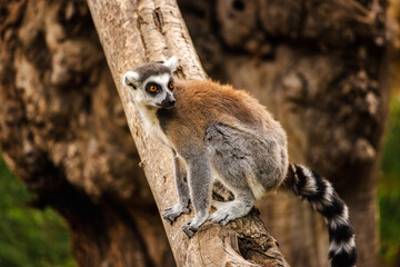 Obraz premium Ring-tailed lemur looking back while sitting on a tree branch with blurred natural background