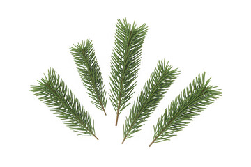 Naklejka premium Several green pine tree branches arranged in a fan shape isolated on transparent background