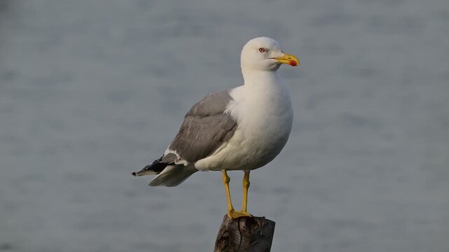 calling Yellow-legged gull // rufende Mittelmeerm&ouml;we (Larus michahellis) &ndash; Greece