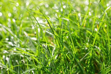 A close-up of lush green grass sparkling in the sun and water droplets, creating a soft bokeh effect