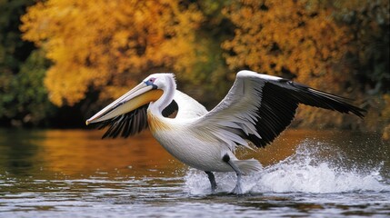 A white pelican with black wings and a yellow beak is flying over a body of water with autumn-colored trees in the background.