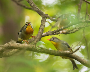 red-billed leiothrix