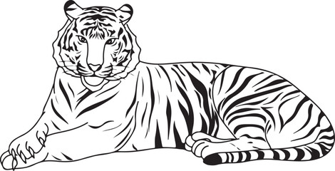 coloring tiger vector illustration