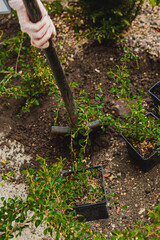 Sadzenie roślin ozdobnych © Studio Migafka