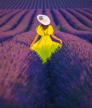 Woman in the Yellow Dress in a Lavender Garden Photo, Provence Valensole, France (Fransa)