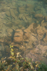 School of trout swimming in crystal clear river water over rocks
