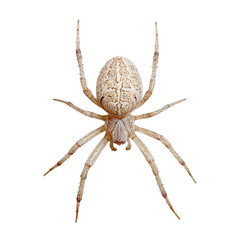Detailed close-up view of an intricate and beautifully patterned spider showcasing its fascinating features on transparent background