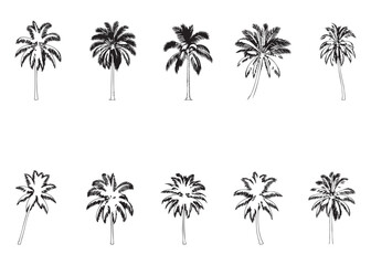 Obraz premium Collection of ten vintage botanical illustrations depicting various palm tree species with detailed fronds and root systems