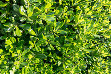 Bright green pittosporum foliage fills the frame, glossy leaves forming a dense natural texture under sunlight for a vivid organic background