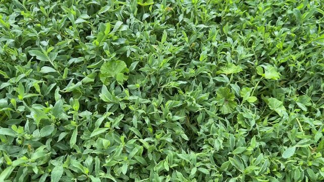 Knotgrass covered with dew on meadow in overcast morning