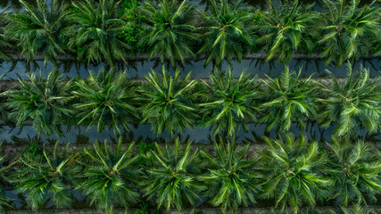 Aerial top view of coconut trees field plantation, Tropical plant coconut palm tree, Coconuts tree plantation.