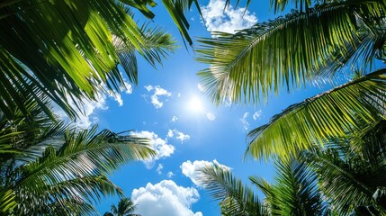 Obraz premium Coconut palm trees against a blue sky with white clouds.
